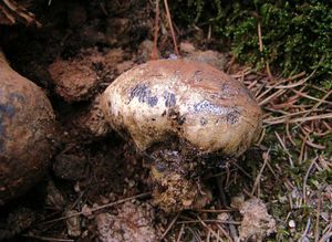 Měcháč písečný - Pisolithus arhizus (Scop.) Rauschert 1959