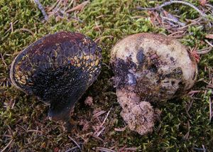 Měcháč písečný - Pisolithus arhizos (Scop.) Rauschert