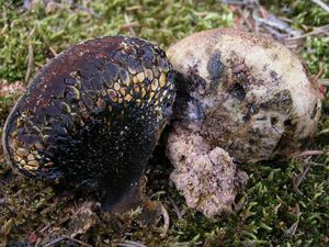 Měcháč písečný - Pisolithus arhizos (Scop.) Rauschert