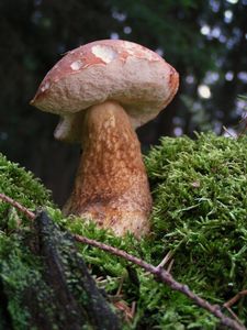 Klikni pro velký obrázek