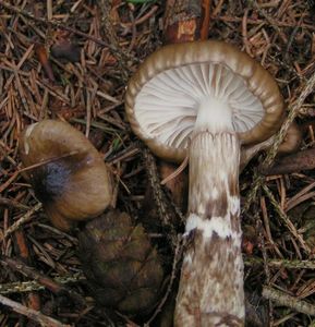 Šťavnatka olivově bílá - Hygrophorus olivaceoalbus (Fr.) Fr. 1838