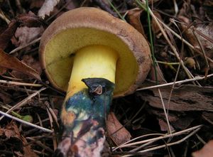 Hřib modračka - Boletus pulverulentus Opat.