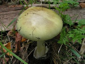 Muchomůrka zelená - Amanita phalloides