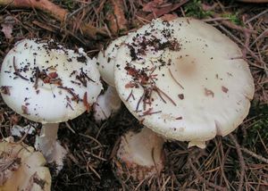 Muchomůrka citronová var. bílá - Amanita citrina var. alba (Gillet) E.-J. Gilb