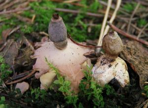 Hvězdovka smrková - Geastrum quadrifidum