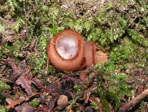 Bělokosmatka polokulovitá - Humaria hemisphaerica (F.H. Wigg.) Fuckel 1870