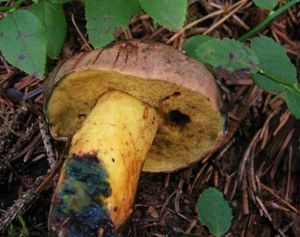 Hřib modračka - Boletus pulverulentus Opat.