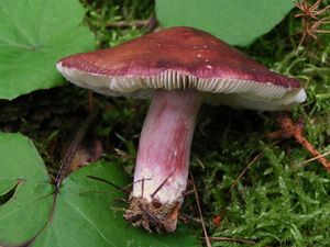 Holubinka Quéletova - Russula queletii Fr. 1872