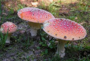 Muchomůrka červená - Amanita muscaria (L.) Lam. 1783