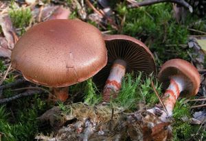 Pavučinec náramkovitý - Cortinarius armillatus (Fr.) Fr. 1838