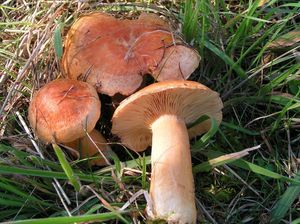 Ryzec modřínový - Lactarius porninsis