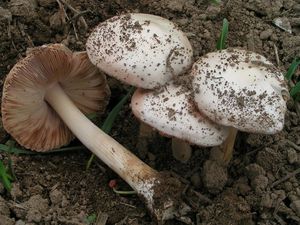 Kukmák okázalý - Volvariella speciosa ( Fr.: Fr. ) Singer