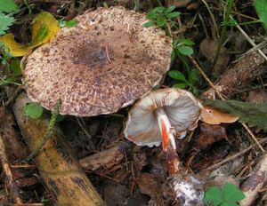 Bedla Badhamova - Leucoagaricus badhamii (Berk ,Broom) Singer