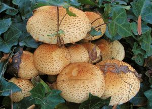 Šupinovka kostrbatá - Pholiota squarrosa