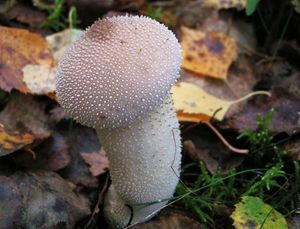 Pýchavka obecná - Lycoperdon perlatum Pers. 1796