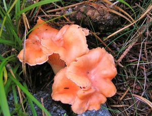 Liška Friesova - Cantharellus friesii  Quél. 1872