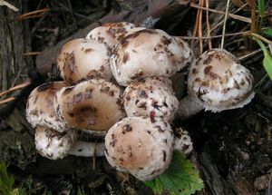 Křehutka hlava Medusina - Psathyrella caput-medusae (Fr.) Konrad & Maubl. 1949