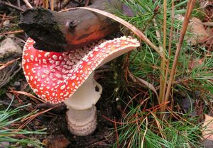 Muchomůrka červená - Amanita muscaria (L.) Lam. 1783