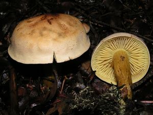 Čirůvka žabí - Tricholoma bufonium (Pers.) Gillet 1874