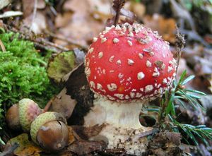 Muchomůrka červená - Amanita muscaria (L.) Lam. 1783