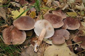 Čirůvka střechovitá - Tricholoma imbricatum  (Fr.) P. Kumm. 1871