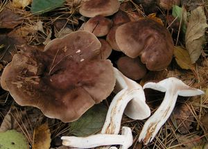 Čirůvka střechovitá - Tricholoma imbricatum  (Fr.) P. Kumm. 1871