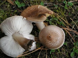 Čirůvka šedožemlová - Tricholoma scalpturatum (Fr.) Quél. 1872