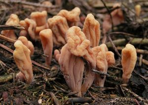 Kyj jazýčkovitý - Clavariadelphus ligula (Schaeff.) Donk