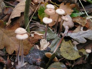 Špička česnekovonná - Mycetinis querceus (Britzelm.) Antonín & Noordel. 2008