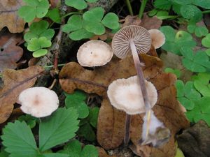 Špička česnekovonná - Marasmius querceus Britzelm.