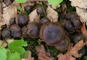 Pavučinec červenokaštanový - Cortinarius vernus H. Lindstr. & Melot 1994