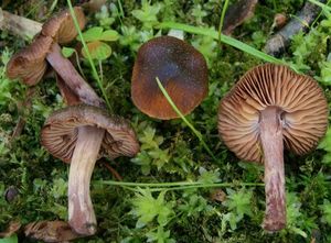 Pavučinec červenokaštanový - Cortinarius vernus H. Lindstr. & Melot 1994