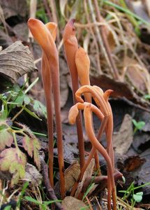 Kyj rourkovitý - Typhula fistulosa (Holmsk.) Olariaga 2012