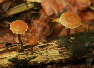 Lysohlávka plevnatá - Psilocybe crobula (Fr.) Singer 1962