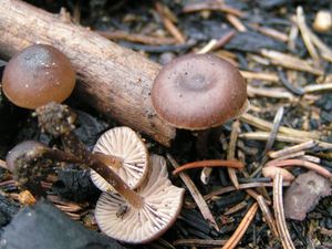 Penízovka uhelná - Tephrocybe anthracophila (Lasch) P.D. Orton 1969