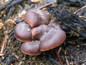 Penízovka uhelná - Tephrocybe anthracophila (Lasch) P.D. Orton 1969