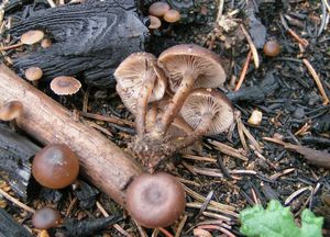 Penízovka uhelná - Tephrocybe anthracophila (Lasch) P.D. Orton 1969