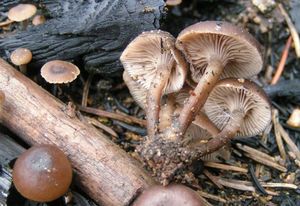 Penízovka uhelná - Tephrocybe anthracophila