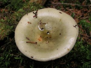 Holubinka trávozelená - Russula aeruginea Lindbl. ex Fr. 1863