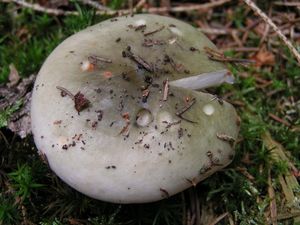 Holubinka trávozelená - Russula aeruginea Lindbl.in Fr.