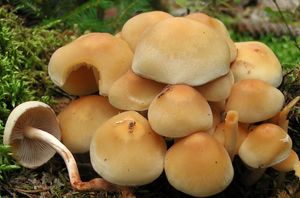 Třepenitka maková - Hypholoma capnoides (Fr.) P. Kumm. 1871