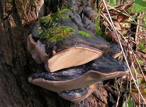 Ohňovec obecný - Phellinus igniarius (L.: Fr.) Quél.