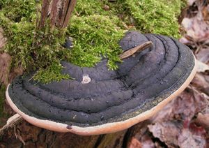 Ohňovec obecný - Phellinus igniarius (L.: Fr.) Quél.