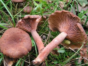 Ryzec syrovátkový - Lactarius serifluus (DC.) Fr. 1838