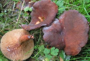 Ryzec syrovátkový - Lactarius serifluus