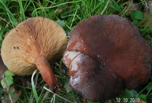 Ryzec syrovátkový - Lactarius serifluus