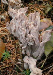 Kuřátečko popelavé - Clavulina cinerea (Bull.) J.Schröt.