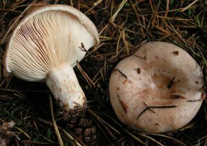 Ryzec strakatý - Lactarius musteus  Fr. 1838