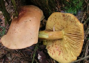 Čirůvka žabí - Tricholoma bufonium (Pers.) Gillet