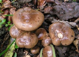 Líha obrněná - Lyophyllum loricatum (Fr.) Kúhner